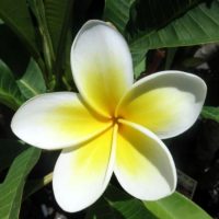 Frangipani single flower